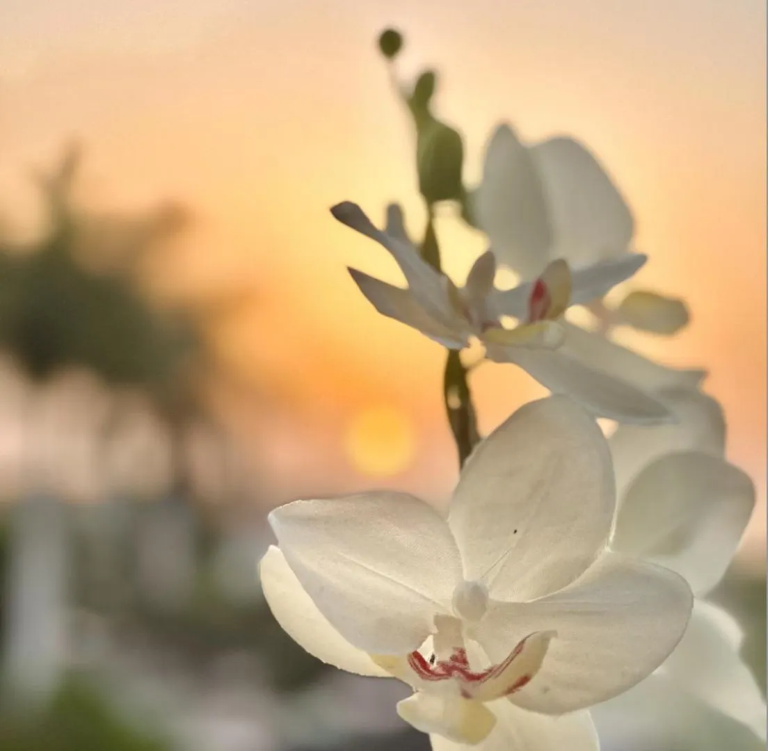Tenerife Holidays Costa Adeje  Appartamento